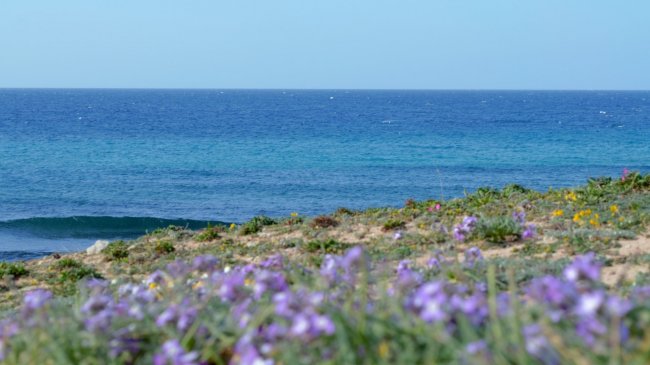 Mare blu con onde leggere e prati fioriti in primo piano.