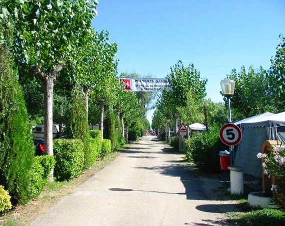 Viale alberato in un campeggio.