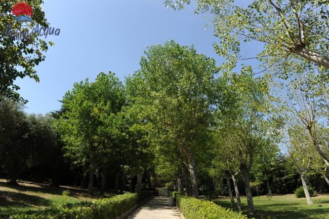 Sentiero alberato in un parco, con cielo azzurro sopra.
