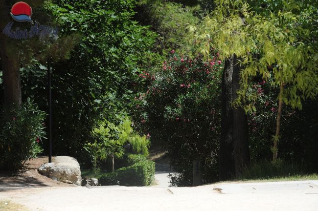 Sentiero alberato immerso nel verde con fiori e piante rigogliose.