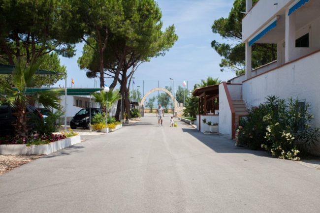 Viale con pineta, edifici, e vista mare.