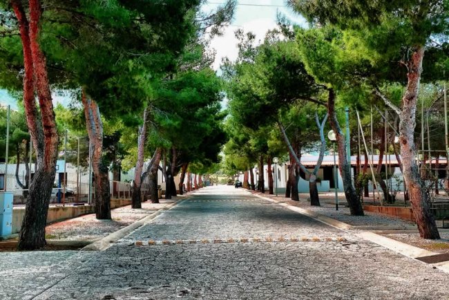 Viale alberato con pavimento in pietra.