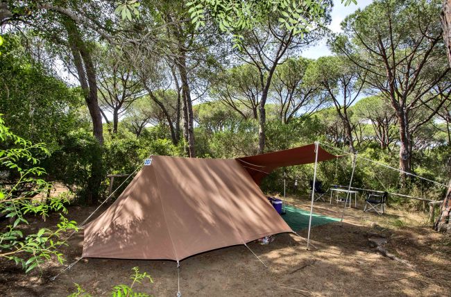 Tenda marrone sotto pini in un'area boschiva.