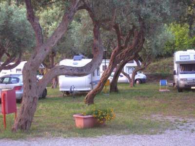 Camper parcheggiati tra alberi in un campeggio, con auto e piante nei dintorni.