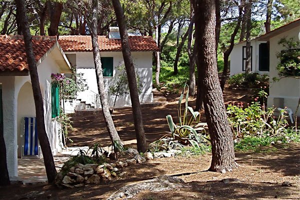 Villette bianche sparse tra pini, con giardino roccioso e piante grasse.