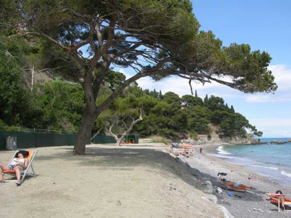 Una spiaggia ombreggiata da alberi con sdraio e persone.