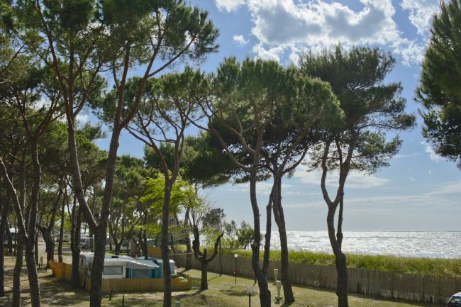 Alberi alti vicino al mare con cielo nuvoloso.
