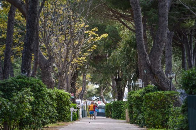 Viale alberato con persone che passeggiano.