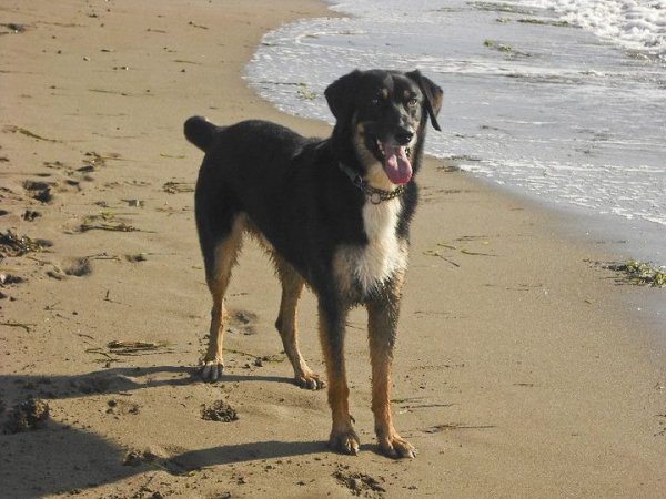 Cane nero e marrone su una spiaggia vicino al mare.