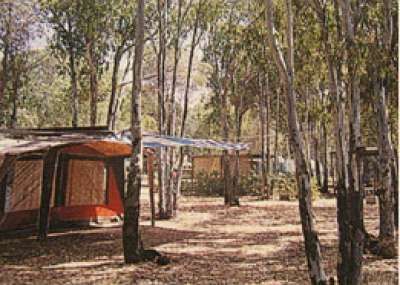 Campeggio con tenda arancione tra gli alberi.