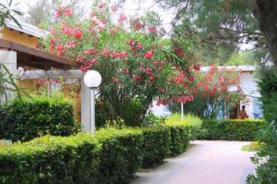 Un giardino con piante e fiori rosa lungo un sentiero.