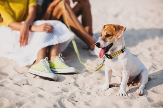 Un cane al guinzaglio sulla spiaggia con persone sedute dietro.