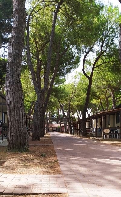 Viale alberato con chalet su entrambi i lati, pavimento in mattonelle.