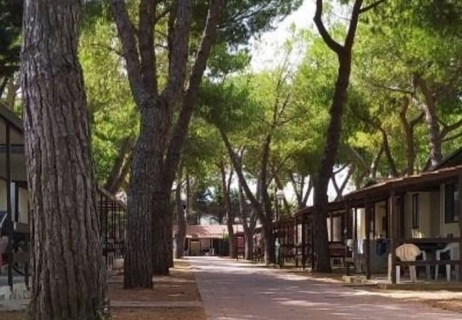 Un viale con case mobili e pini intorno.