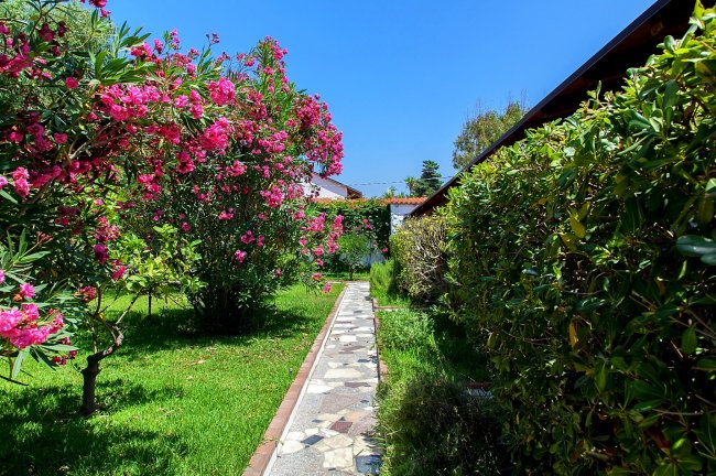 Sentiero lastricato fiancheggiato da oleandri fioriti e siepi verdi.
