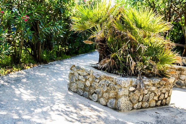 Pianta verde in una fioriera di pietra su un vialetto soleggiato.