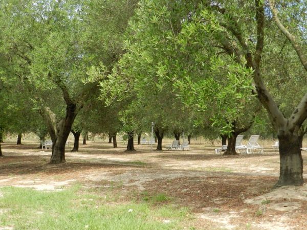 Uliveto con lettini sparsi tra gli alberi.