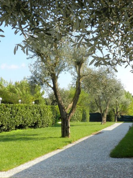 Sentiero acciottolato tra alberi e siepi verdi.