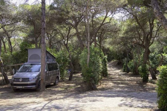Furgone da campeggio in una pineta.