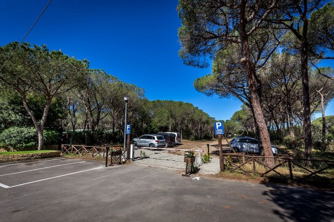 Parcheggio con auto tra gli alberi di una pineta, sotto un cielo azzurro.