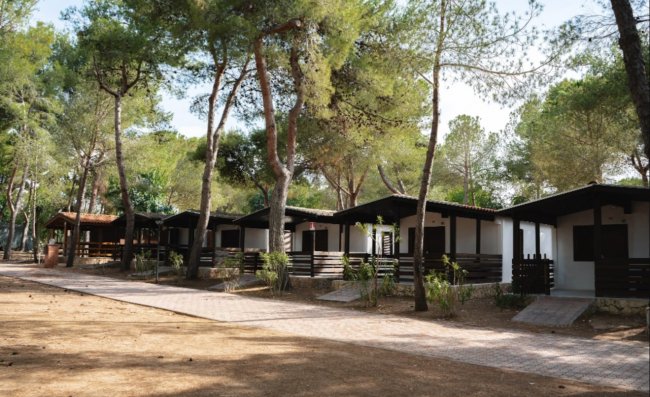 Bungalow in legno immersi in una pineta.