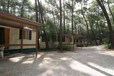 Bungalows tra alti pini in un ambiente boschivo.