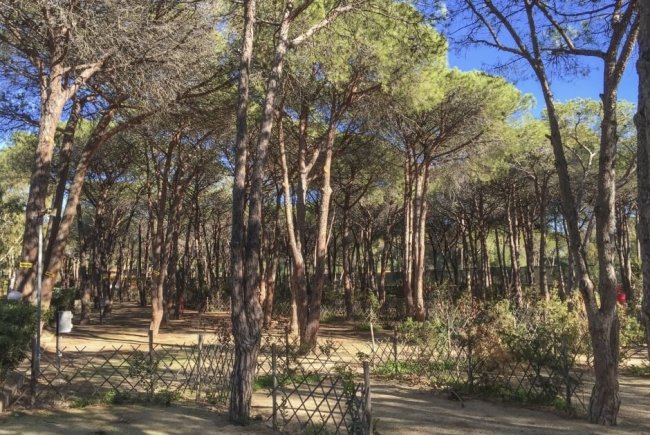 Un bosco di alberi alti e sottili sotto un cielo blu.