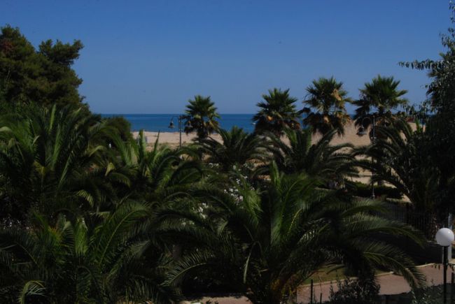 Palme con spiaggia e mare blu sullo sfondo.