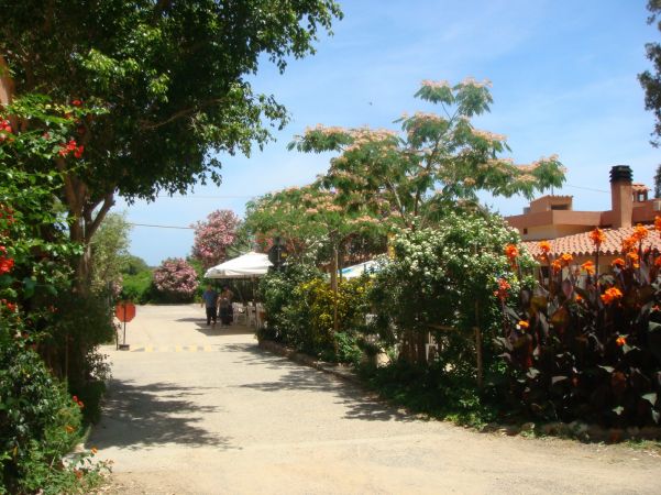 Sentiero sterrato con alberi fioriti e un edificio con tetto in tegole.