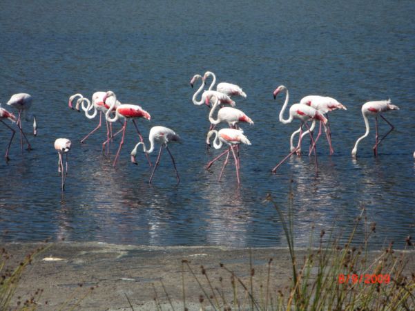 Gruppo di fenicotteri rosa che camminano nell'acqua bassa di uno stagno.