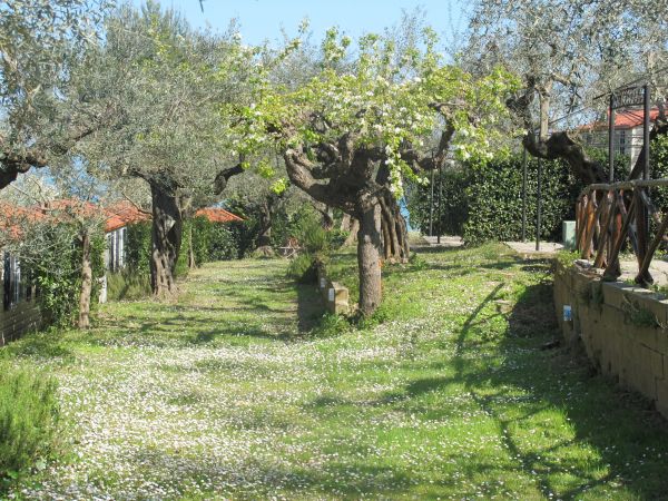 Giardino con alberi e sentiero erboso.
