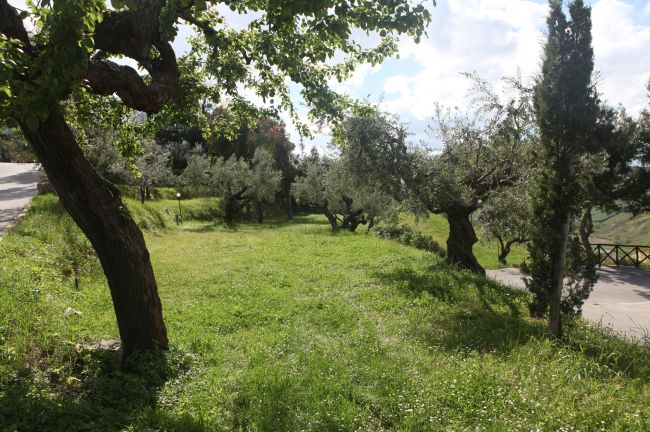 Un prato verde circondato da alberi.