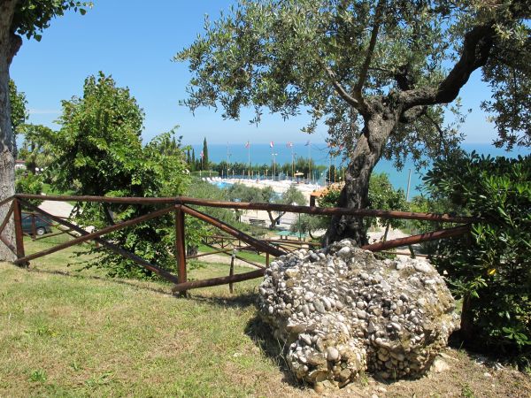 Vista mare con alberi e recinzione in legno.
