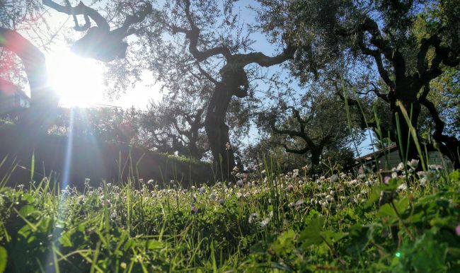 Un prato verde con grandi alberi e sole splendente.