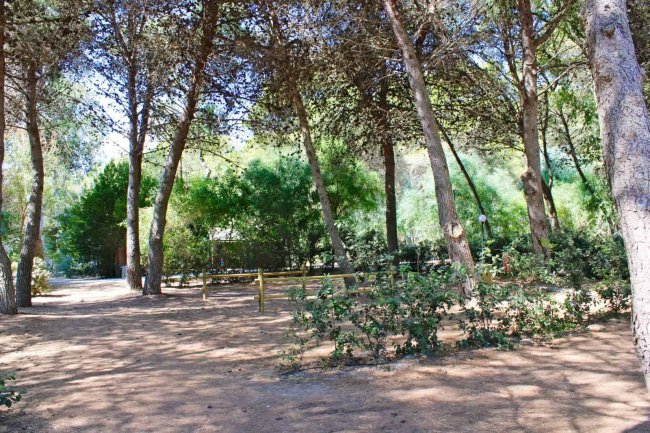 Sentiero boschivo tra alberi.