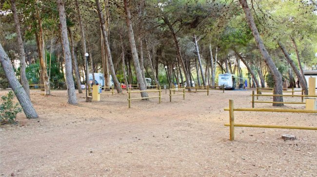 Piazzola per camper in pineta con alberi.
