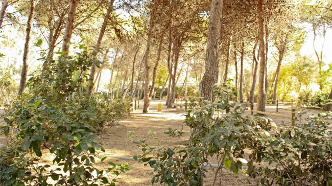 Sentiero in un bosco di pini con alberi alti.