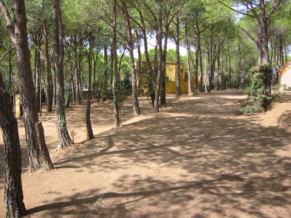 Una strada sterrata in un bosco con edifici gialli.
