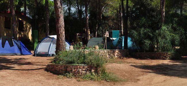 Tende da campeggio in una pineta.