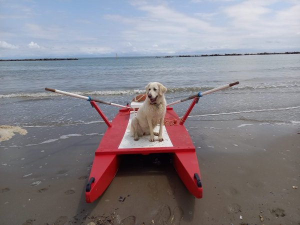 Cane seduto su un pedalò rosso in spiaggia.
