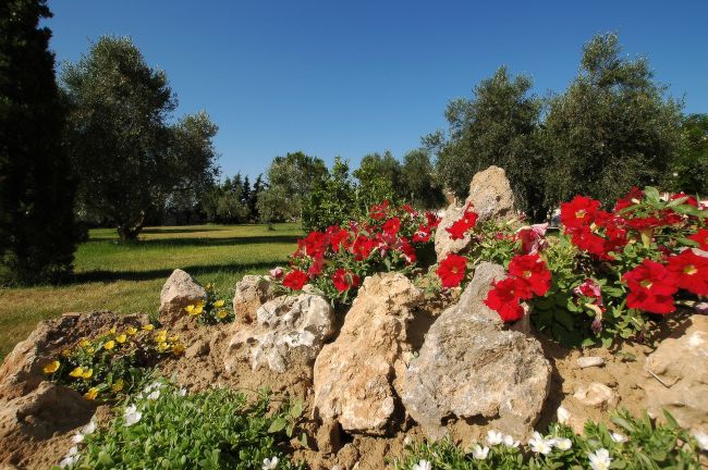Un giardino con fiori rossi e gialli tra rocce, circondato da ulivi e un cielo blu.