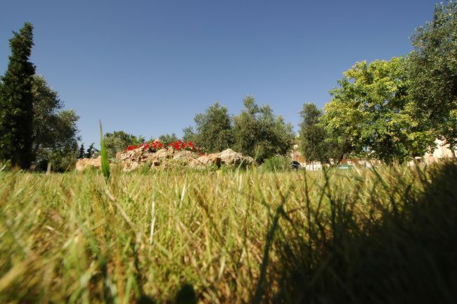 Prato verde con fiori rossi, alberi e cielo blu sullo sfondo.