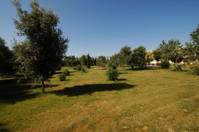 Ampio prato verde con alberi sparsi sotto un cielo blu.