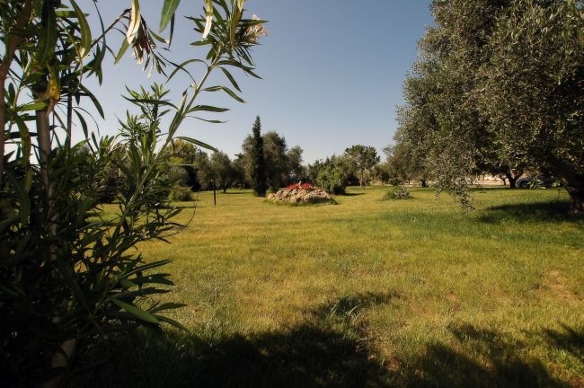Prato verde con alberi e un cespuglio fiorito al centro.