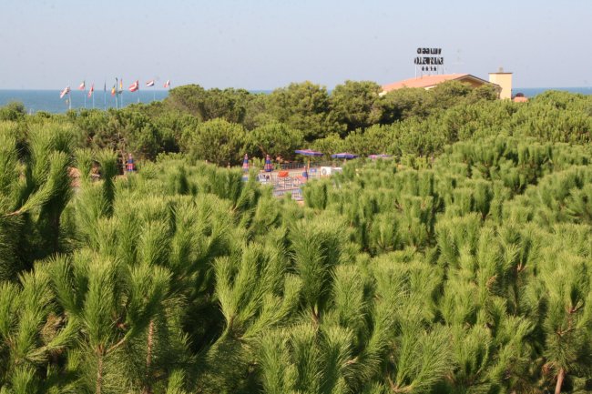 Panorama di alberi con bandiere e mare.