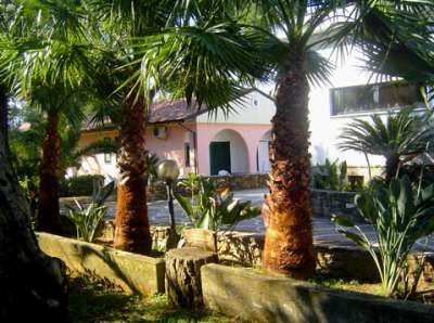 Palme e vegetazione in un giardino con case sullo sfondo.