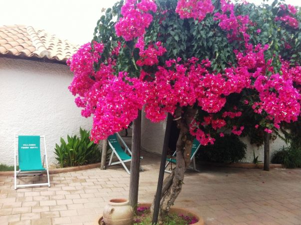 Un albero di bouganville con fiori rosa su una terrazza.