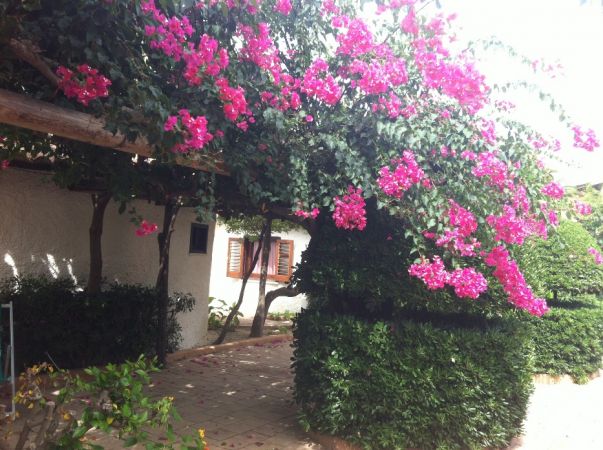 Pergola con fiori rosa e cespugli verdi.