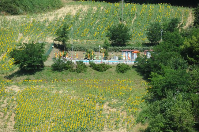 Campo di girasoli con cabine colorate sullo sfondo.