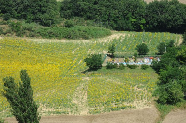 Ampio campo di girasoli con alberi sullo sfondo.